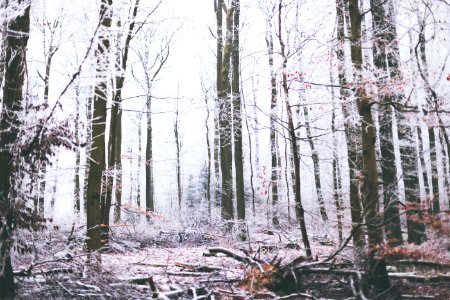 Winter, Forest, Trees