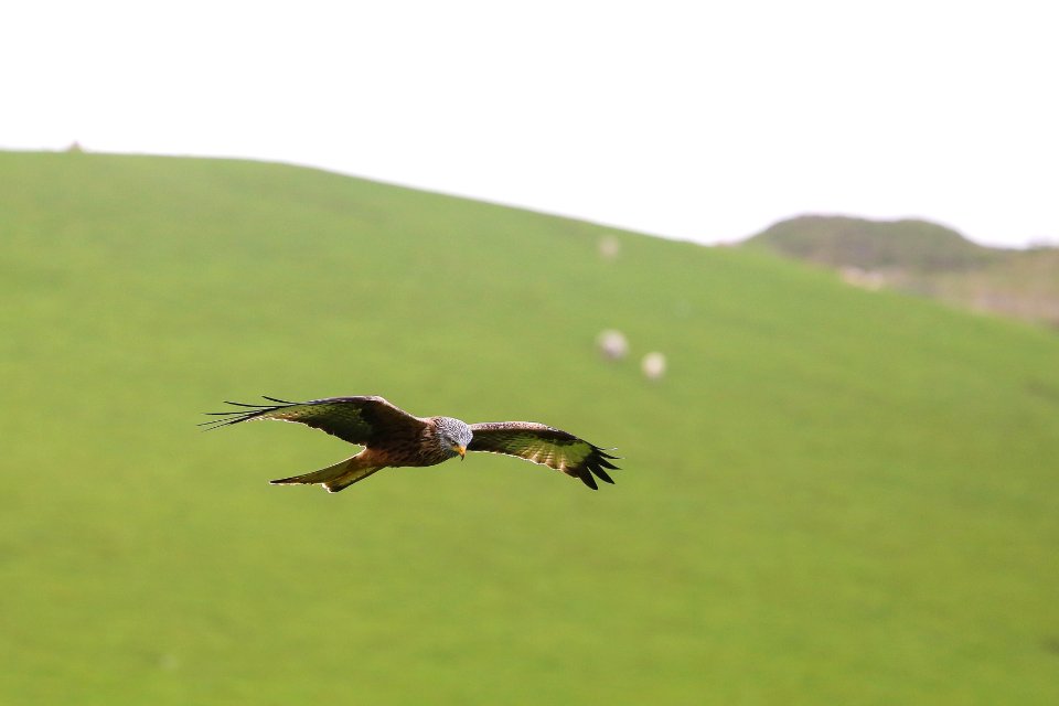 Borth, United kingdom, Flying
