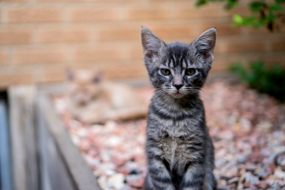 Denver, United states, Portrait