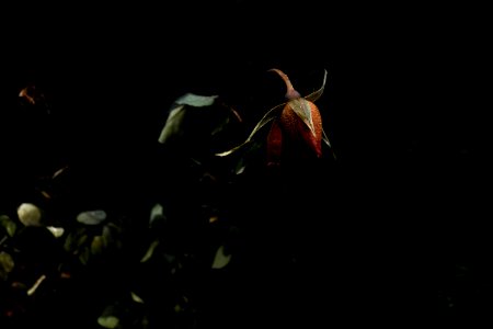 Beauty, Dead, Nature