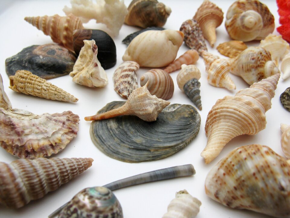 Macro sea animals casing