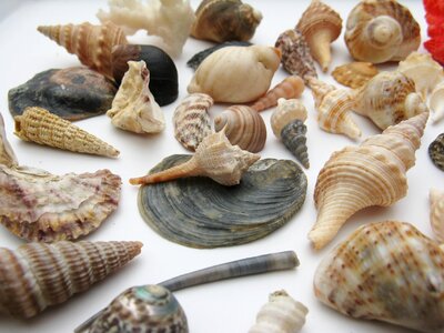 Macro sea animals casing