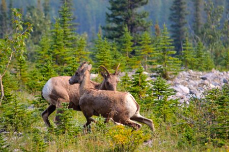 Leaves, Horns, Nature