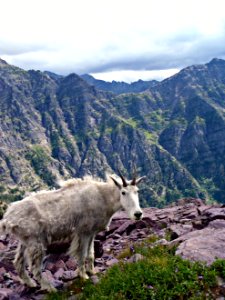 Glacier national park, West glacier, United states photo