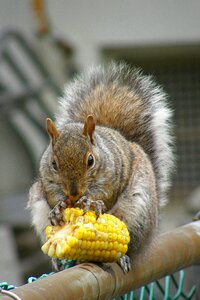 Nature fur young
