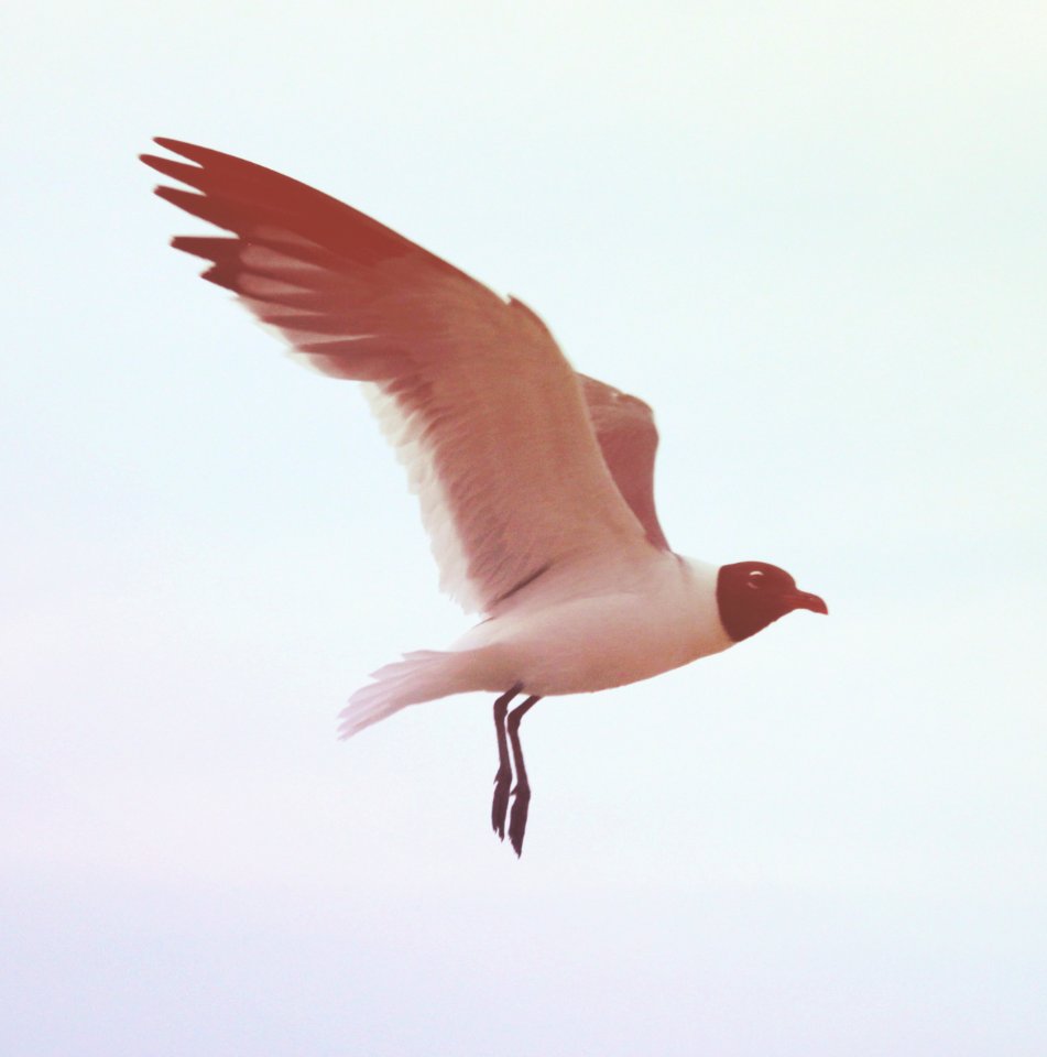Stone harbor, Sea