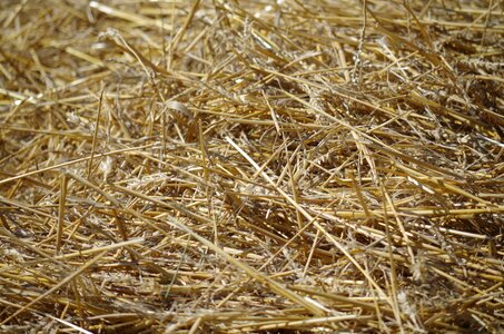 Hay straw dry photo