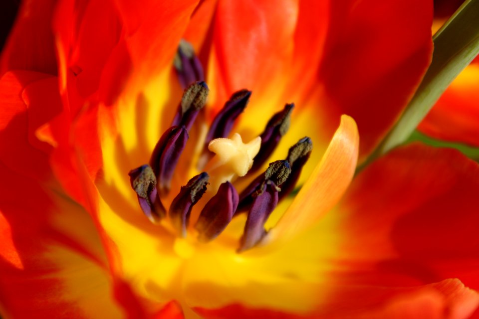 Holl, Colorfull, Bright