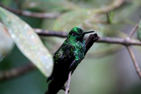 Costa rica, Birding, Birds