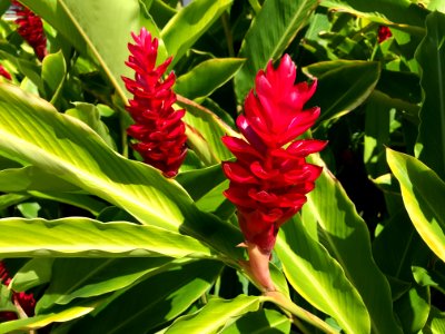 Tropical flowers, Red flowers, Flowers photo