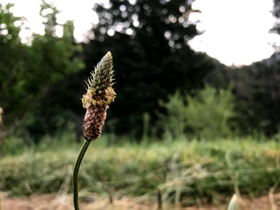 Small, Dead plant, Dof
