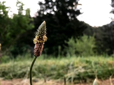 Small, Dead plant, Dof photo