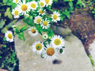 Chongqing, China, Wildflower