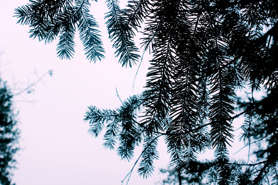 Burney, United states, Nature