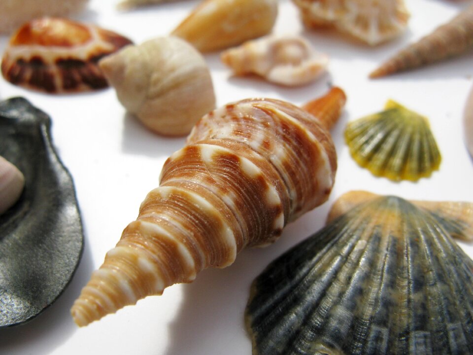 Macro sea animals casing