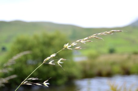 Grass, Edinburgh, Flower