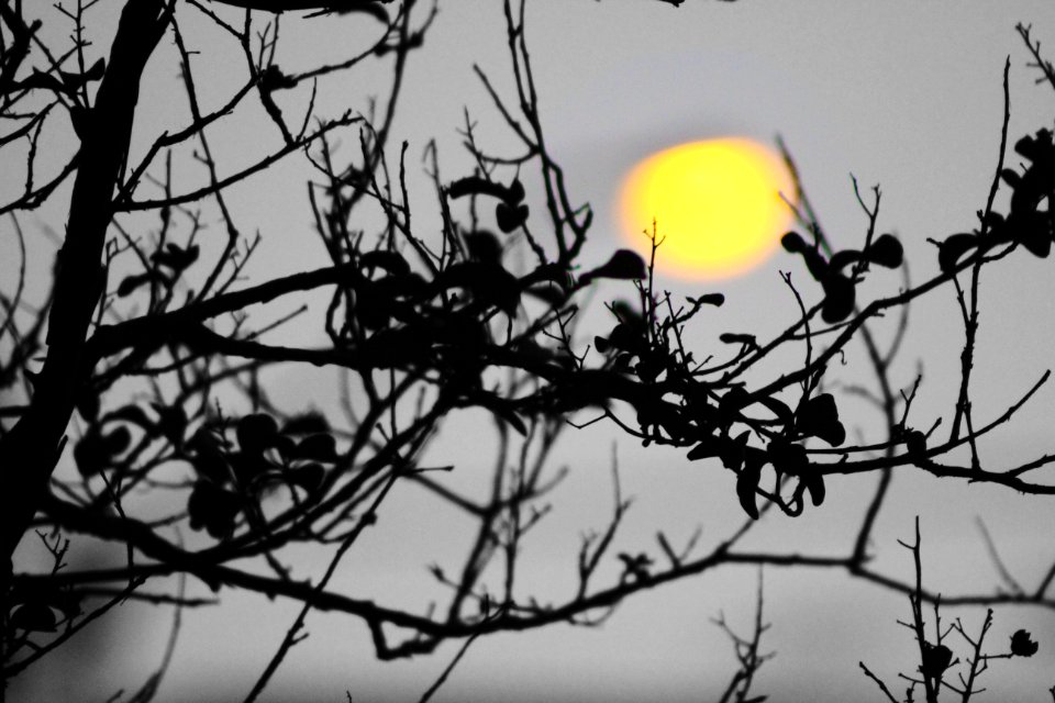 Sun, Tree, Sunset