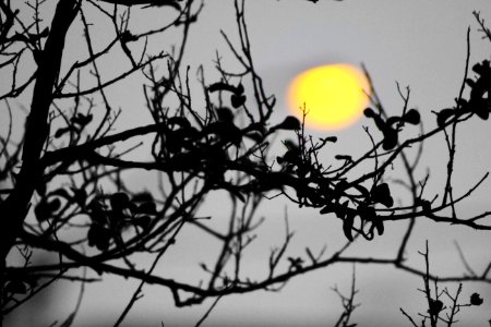 Sun, Tree, Sunset