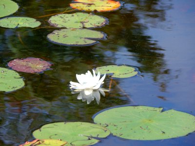 Reflection, Lily pad, Water lily