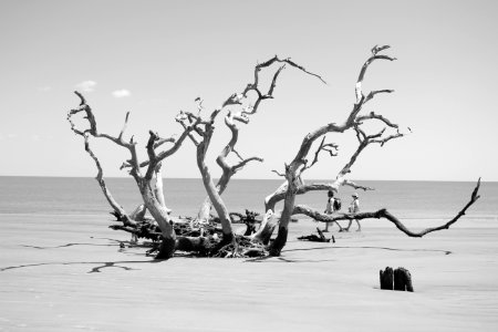 Jekyll Island, United states, Driftwood beach photo