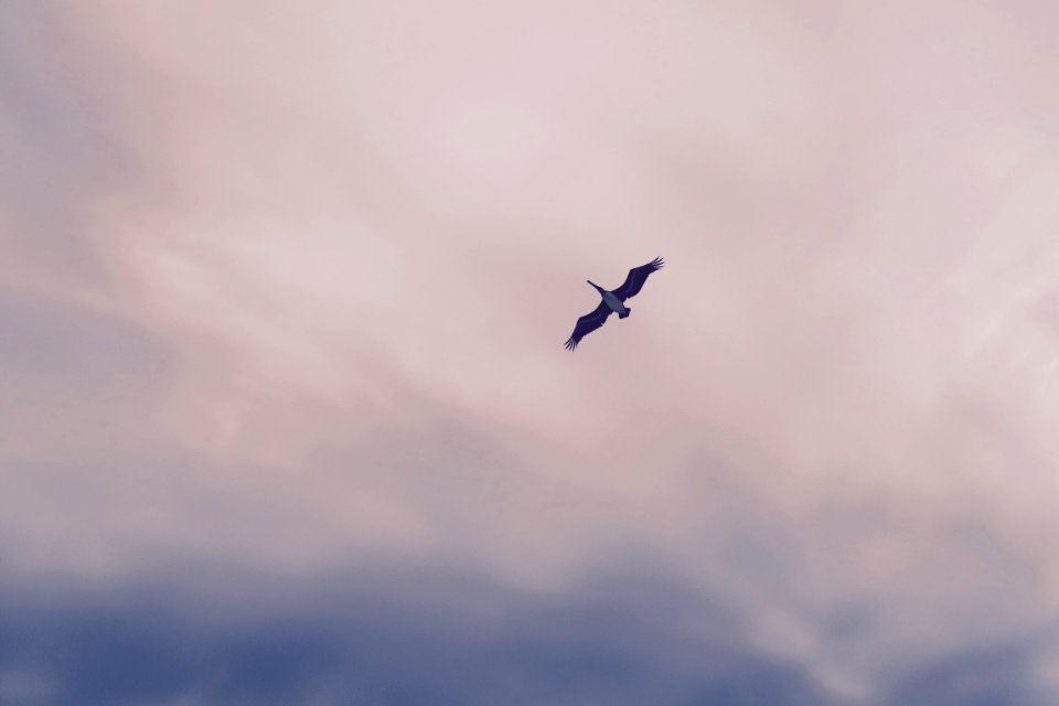 Bird, Canong7x, First photo