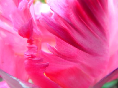 Flora, Spring, Pink photo