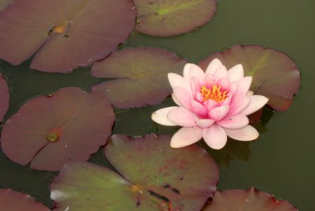 Water, Flower, Pond photo