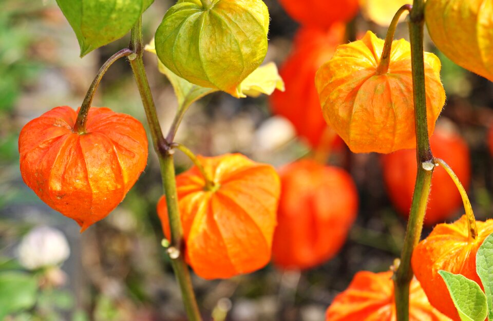 Cape gooseberry lampionblume fruit
