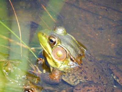 Water, Frog