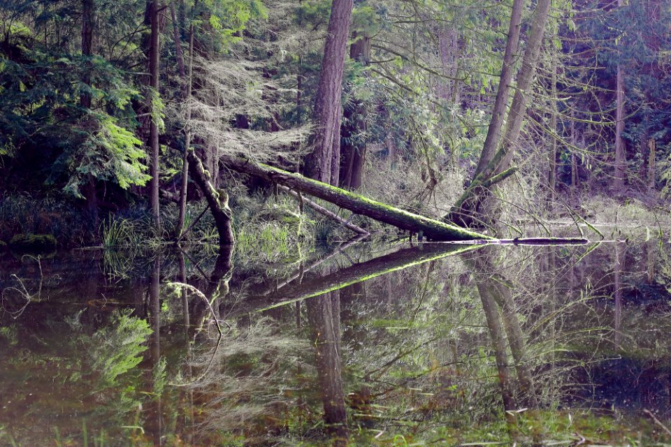 Visionary, Water, Trees