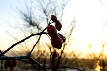 Scape, Fruit, Sun photo