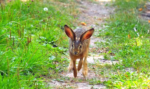 Field forest path young animal