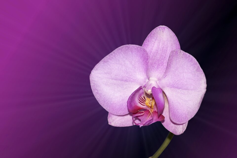 Orchid pink filigree