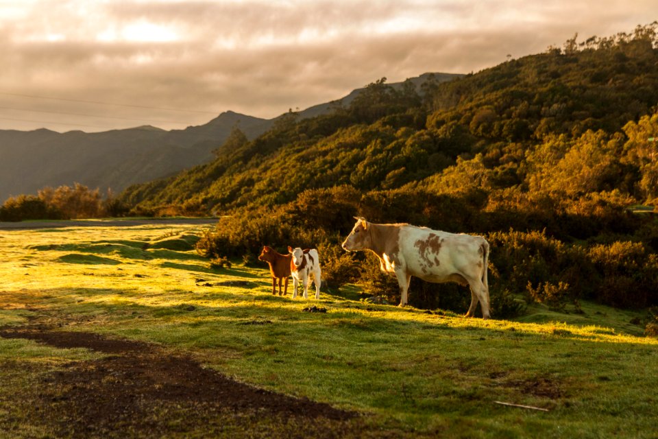 Portugal, Madeira, Mountains