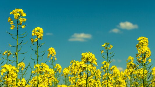 Plants rapeseed sky