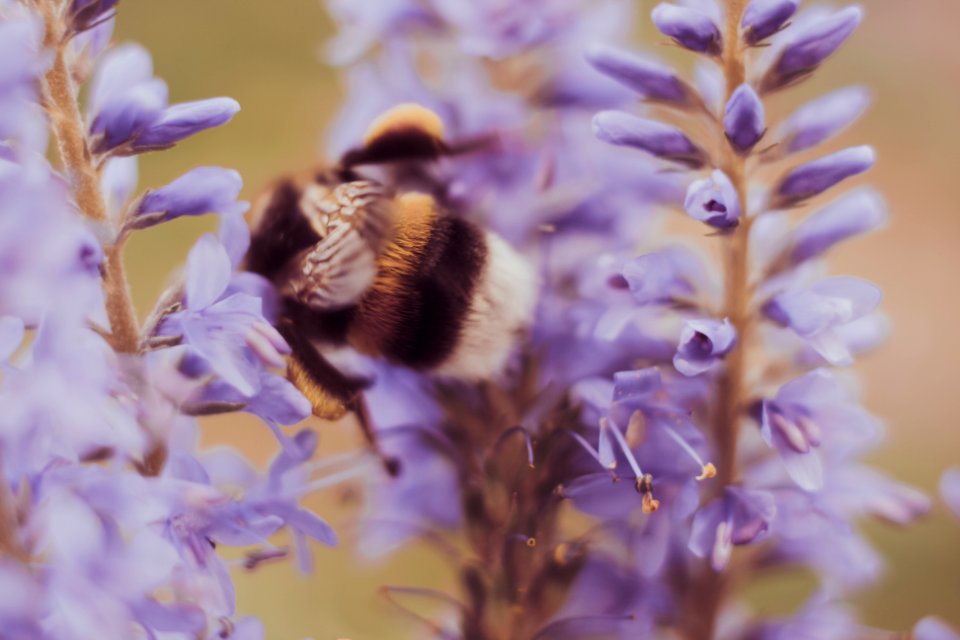 Nature, Germany, Macro