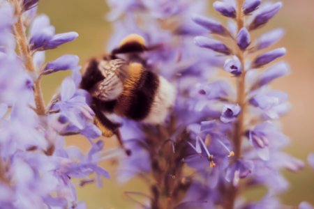 Nature, Germany, Macro