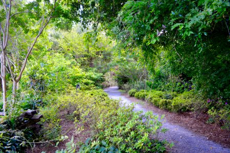 Charleston, Path, Moss
