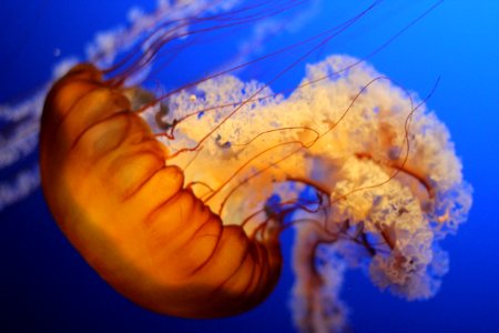 Blue, Orange, Life