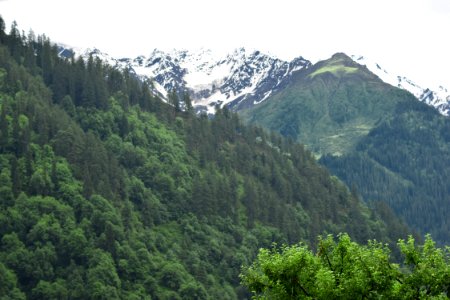 Tosh, India, Forest