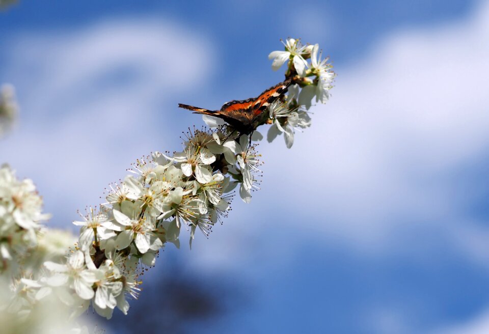 Butterfly spring butterflies