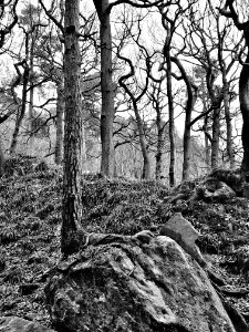 Padley gorge, Hope valley, United kingdom photo