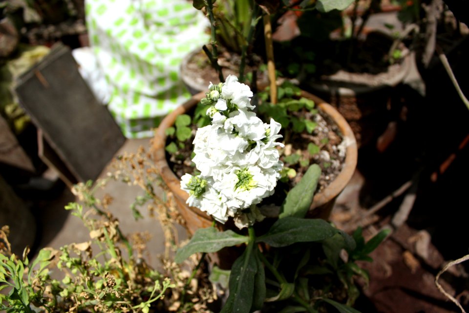 Nature, Home, Flower