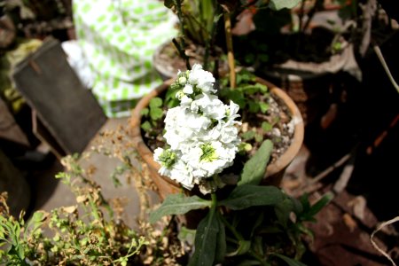 Nature, Home, Flower