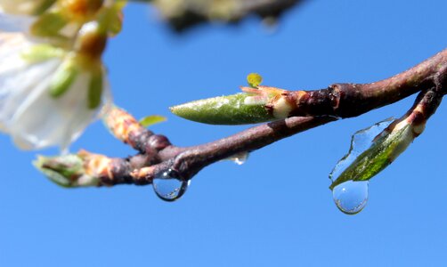 Spring leaves buds raindrop