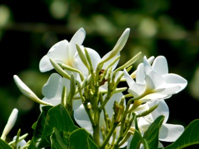 Branco, Flower, Flores