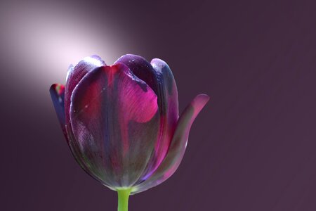 Tulip purple spring flower photo