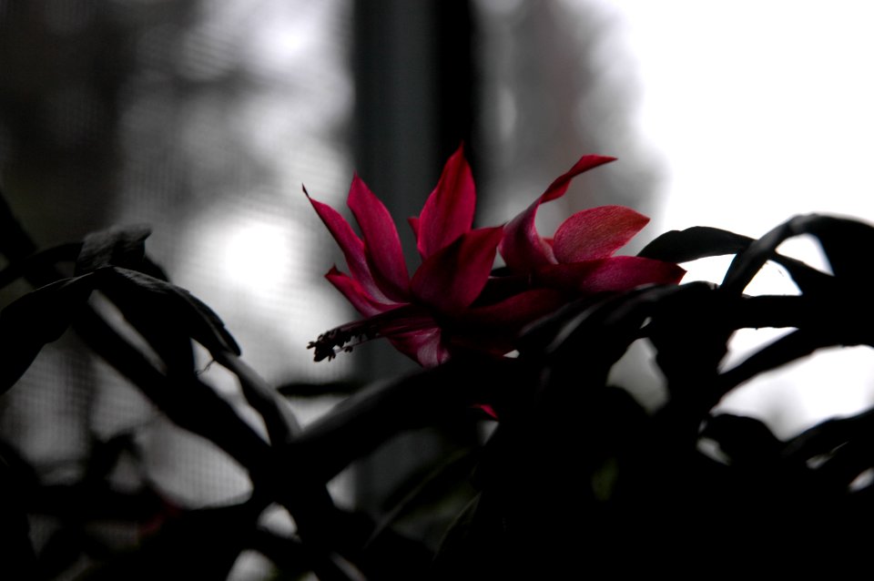Otterburn park, Canada, Flower