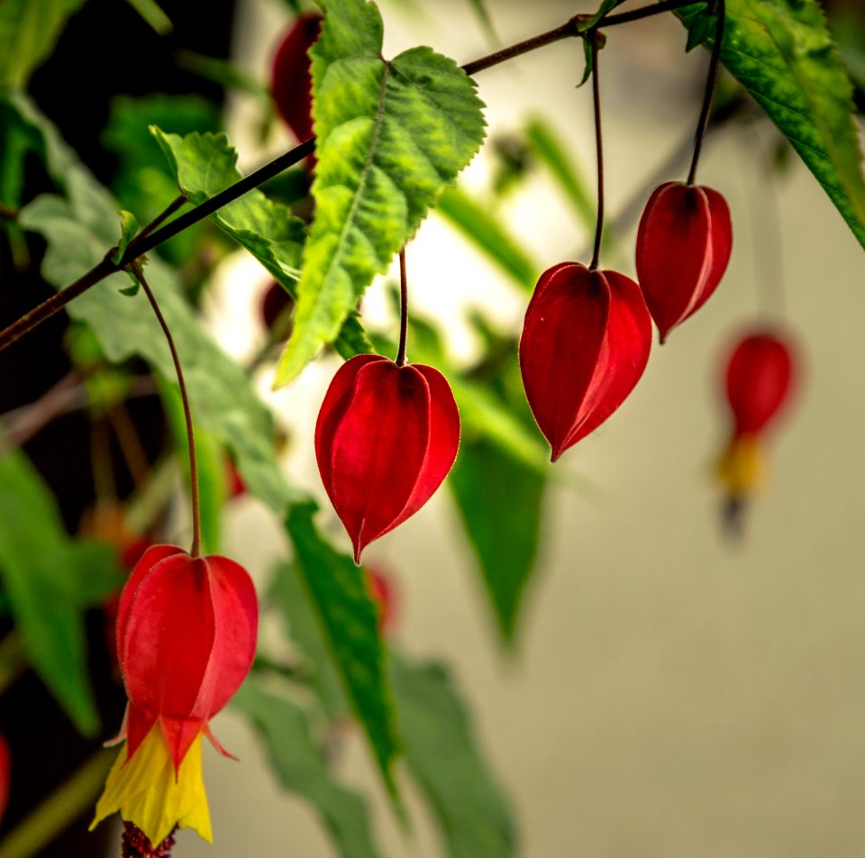 Butchart gardens, Brentwood bay, Red flower