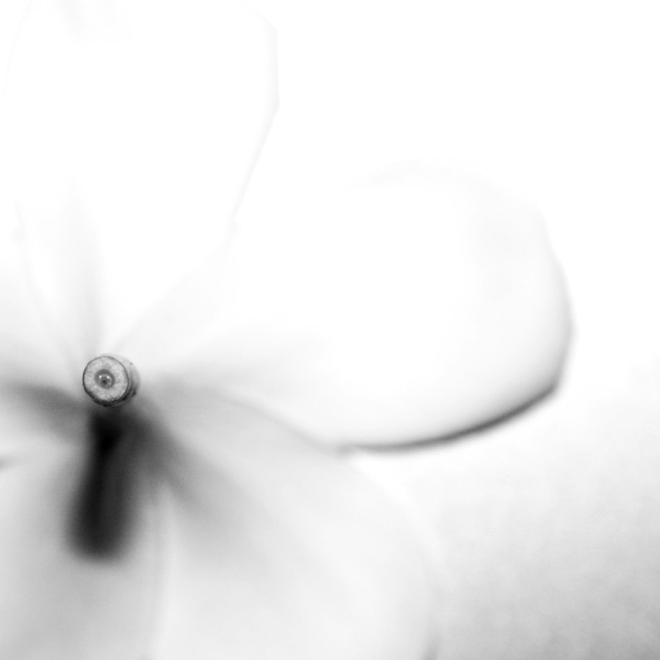 Nature, Monochrome, Flower